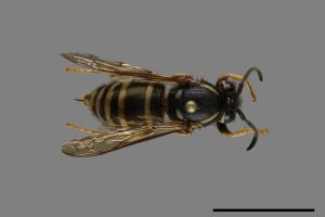 Vespula rufa[北方黃胡蜂][00072840]