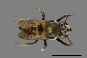 Megachile bicolor kagiana kagiana[雙色切葉蜂嘉義亞種][00075656]