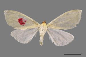 Doratoptera virescens[黃尺蛾][00052826]