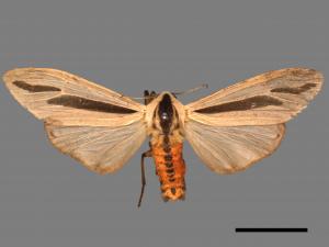 Creatonotos gangis[黑條灰燈蛾][00050568]