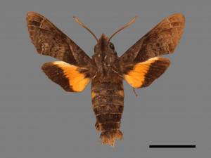 Macroglossum fritzei[佛瑞茲長喙天蛾][00016599]