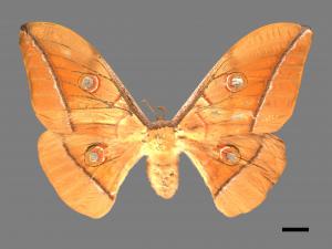 Antheraea pernyi[姬透目天蠶蛾][00016226]