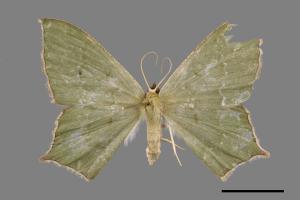 Maxates versicauda[突緣尖尾尺蛾][00052929]