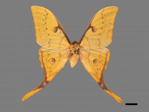 Actias heterogyna subaurea[台灣長尾水青蛾][00016383]