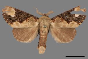 Formofentonia orbifer rotundata[圓紛舟蛾][00058352]