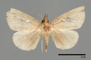 Hypena albopunctalis[00009823]