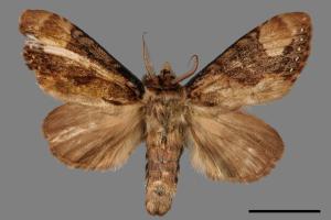 Formofentonia orbifer rotundata[圓紛舟蛾][00014501]