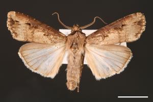 Agrotis ipsilon[小地老虎][00000672]