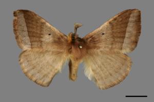 Apona fuliginosa[兩色帶蛾(灰帶蛾)][00069300]