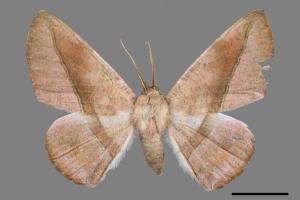 Sarcinodes yayeyamanus[一線沙尺蛾][00055917]