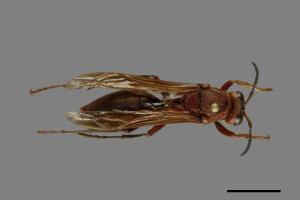 Polistes tenebricosus[赭褐長腳蜂][00074402]