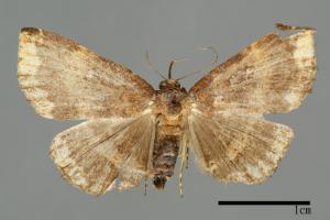 Adrapsa bupalistis[00009994]