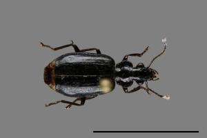 <已分類>Family：Carabidae[步行蟲科][00092387]