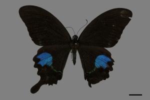 Papilio paris nakaharai[大琉璃紋鳳蝶][00093822]