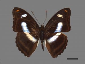 Athyma cama zoroastes[臺灣單帶蛺蝶][00013555]