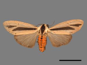 Creatonotos gangis[黑條灰燈蛾][00022208]