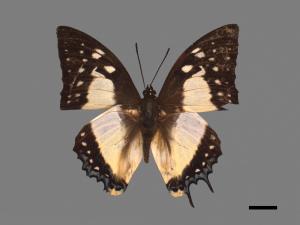 Polyura eudamippus formosana[雙尾蝶][00014617]
