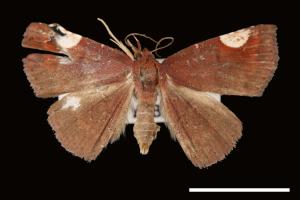 Pangrapta costinotata[00007828]