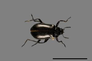 <已分類>Family：Tenebrionidae[擬步行蟲科][00091773]