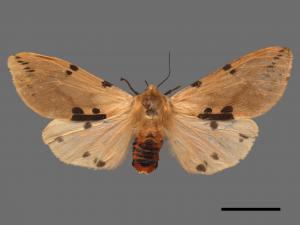 Spilarctia clava[棍棒污燈蛾][00020319]
