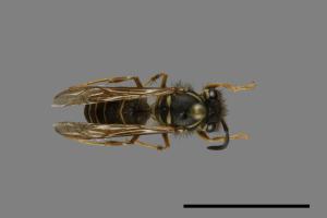 Vespula flaviceps[細黃胡蜂][00073095]