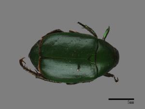 Anomala albopilosa trachypyga[小青銅金龜][00049523]