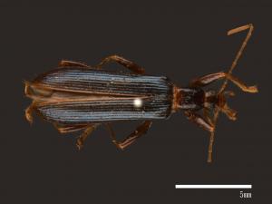 Anisostira rugipennis[00083701]