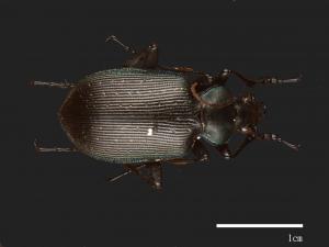 Calosoma maximoviczi[00090156]