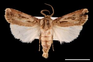 Agrotis biconica[00000707]