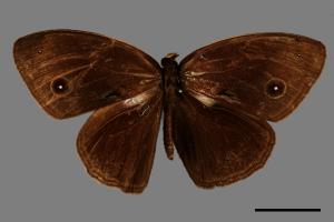 Mycalesis francisca formosana[小蛇目蝶][00013494]