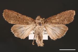 Peridroma saucia[雜色夜蛾][00000745]