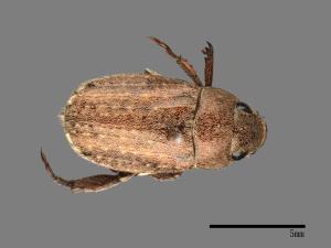 Adoretus sinicus[中華褐金龜][00081797]
