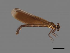 Euphaea formosa[短腹幽蟌][00103910]