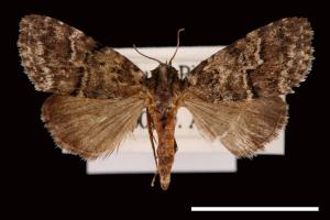 Paragona dubia[00030082]