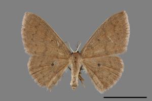 Organopoda carnearia[大黑斑褐姬尺蛾][00071495]
