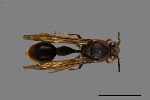 Oreumenes decoratus[00075195]