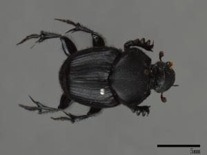 Onthophagus rugulosus[曲角嗡蜣螂][00075192]