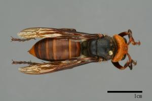 Vespa mandarinia[中華大虎頭蜂][00096482]