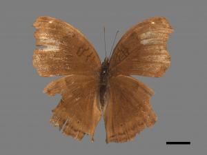 Junonia iphita[黑擬蛺蝶][00088022]