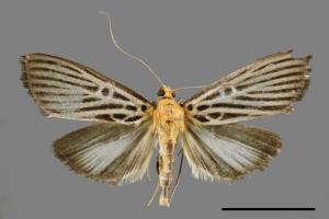 Tyspanodes hypsalis[00061232]