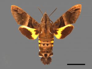 Macroglossum heliophila heliophila[九節木長喙天蛾][00016909]