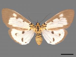 Asota plana lacteata[長斑擬燈蛾][00051380]