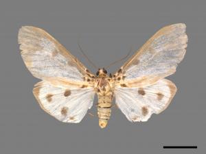 Asota plana lacteata[長斑擬燈蛾][00055132]