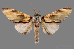 Neopheosia fasciata fasciata[00030435]