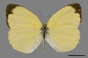 Eurema hecabe hobsoni[荷氏黃蝶][00027425]