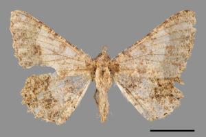Racotis boarmiaria[皺紋尺蛾][00051806]