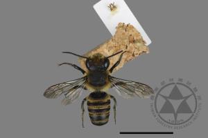 <已分類>Genus：Megachile[切葉蜂屬][00197490]