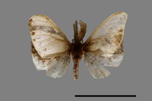 <已分類>Family：Zygaenidae[斑蛾科][00023788]