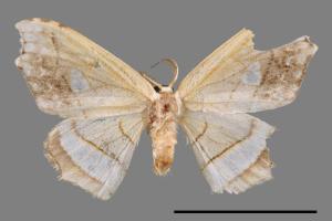 Leucobrepsis excisa[四窗帶鉤蛾][00044494]