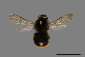 Bombus trifasciatus[威氏熊蜂][00074718]